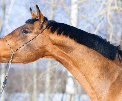 Английская чистокровная верховая — самая быстрая скаковая лошадь