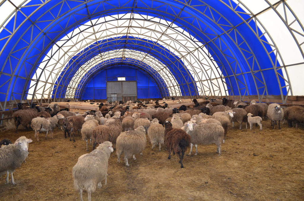 Как правильно самому построить овчарню для овец
