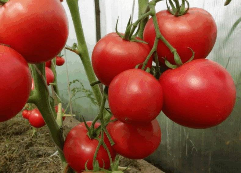 Характеристика и описание сорта томата сахарный пудовичок