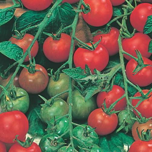 Чудо лентяя: описание сорта томата, характеристики помидоров, посев
