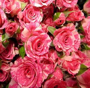 Колючая красавица в саду: описание и сорта парковой розы, выращивание и уход