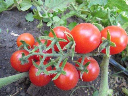 Правила выращивания томата хохлома