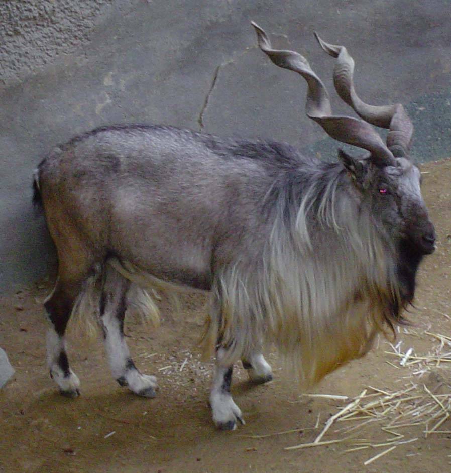 Мархур – горный козел семейства полорогих