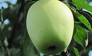 Описание и характеристики сорта яблонь свежесть, тонкости посадки и ухода