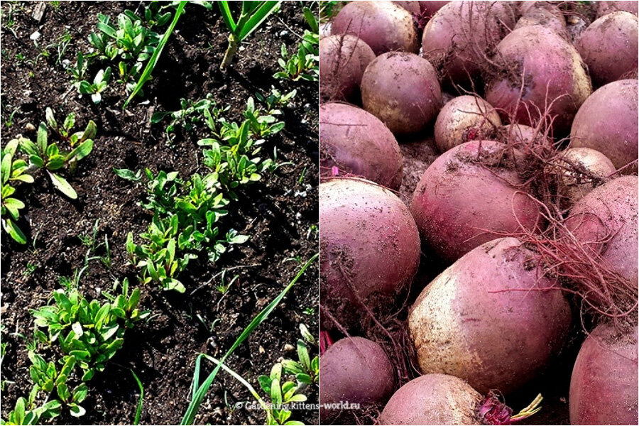 Посев свеклы весной в открытый грунт и на рассаду. благоприятные дни 2019