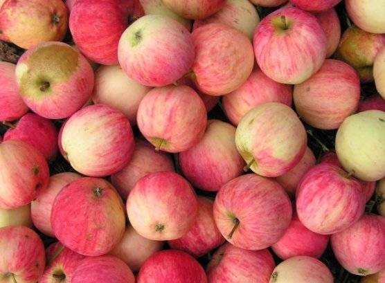 Сорта яблони (описания и фото) имеющиеся в саду