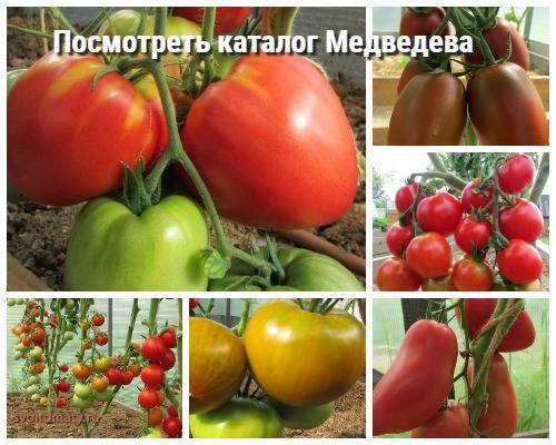 Каталог томатов ишимцевой лидии иосифовны