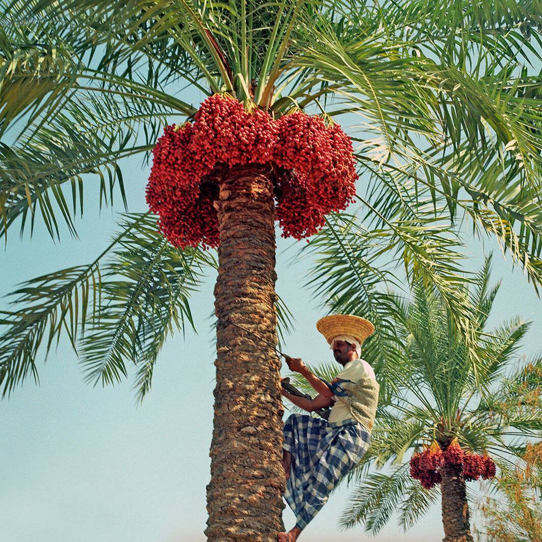 Финиковая пальма: описание, история, особенности выращивания в домашних условиях и польза плодов