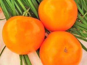 Томат апельсин: отзывы, фото, урожайность