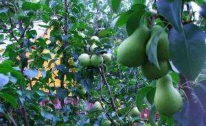 Отвечаем на разные вопросы о колоновидных яблонях