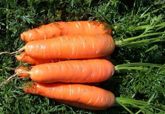 Характеристика моркови сорта абако