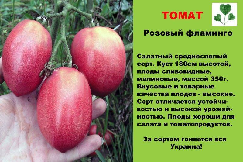Малиновый звон: описание сорта томата, характеристики помидоров, посев