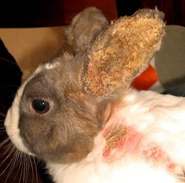 Ушной клещ у кроликов: признаки и лечение в домашних условиях