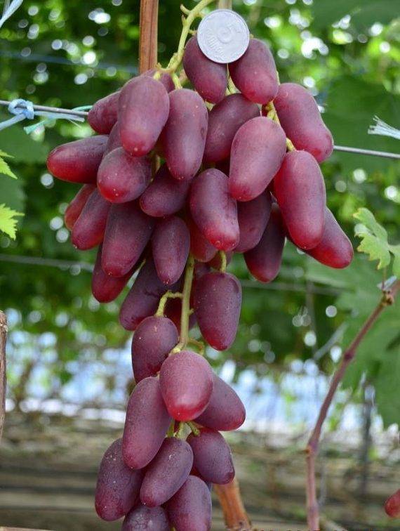 Раннеспелый сорт винограда «диксон»