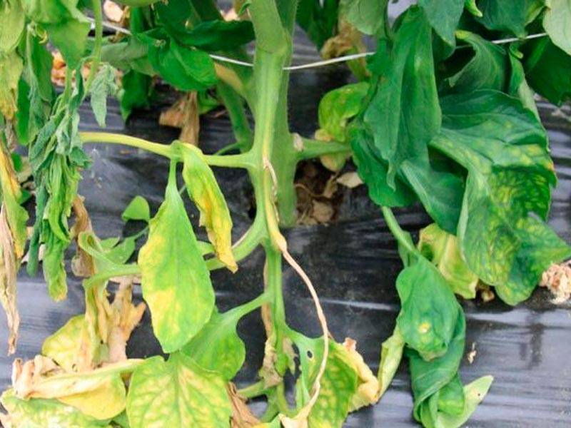 Фузариоз: остановим увядание растений