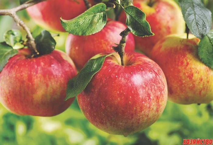 Почему не плодоносит яблоня и что делать?