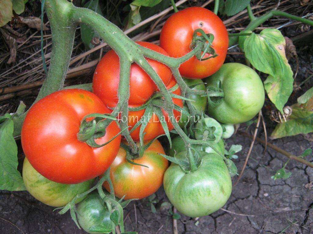 Характеристика и описание сорта томата хурма, его урожайность