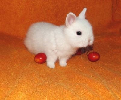Милые и пушистые: самые красивые декоративные кролики