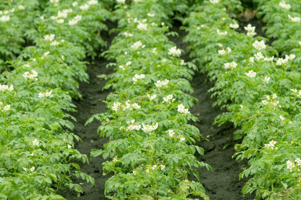 Гербицид для капусты: использование после и до всходов