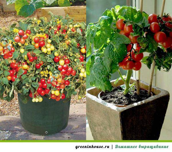 Как вырастить помидоры черри в домашних условиях, на подоконнике зимой, а также на балконе?