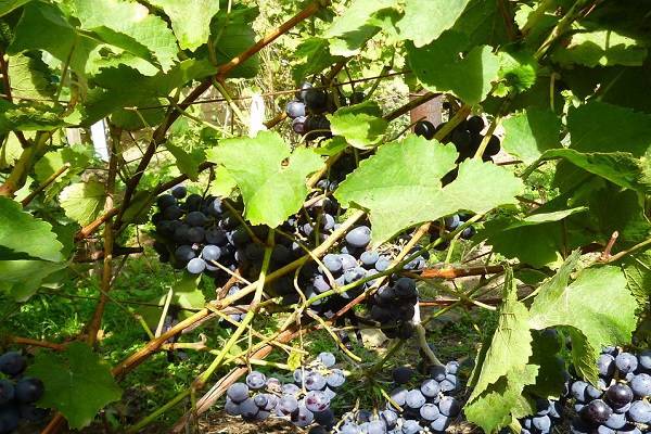 Виноград донские зори: характеристика сорта и рекомендации по выращиванию