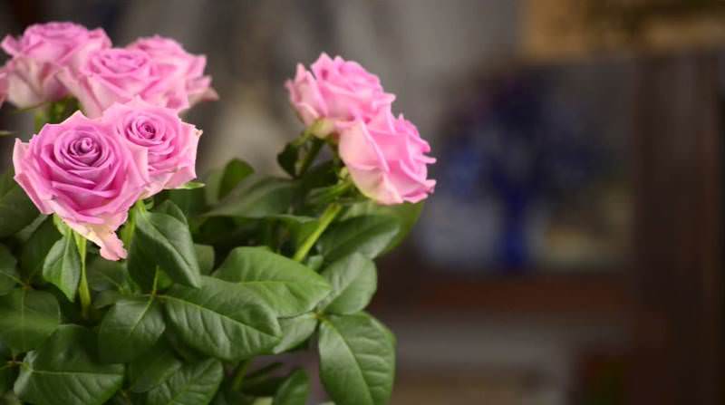 Aqua — чайно-гибридная срезочная роза из нидерландов