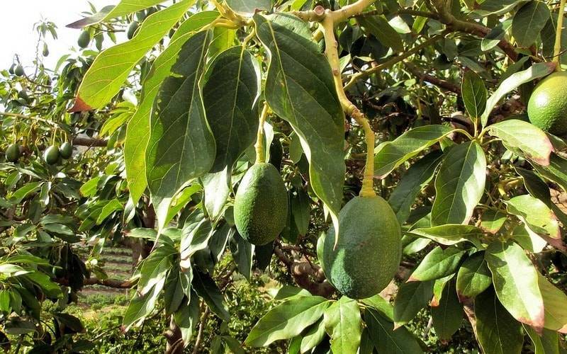Полезные свойства авокадо и противопоказания к употребления