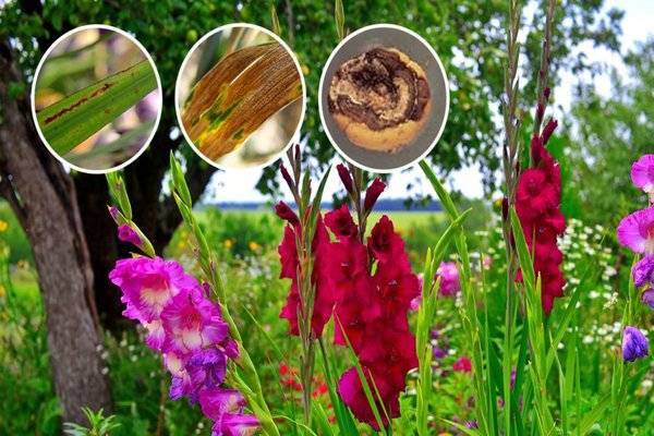 Не цветут гладиолусы: причины и методы их устранения