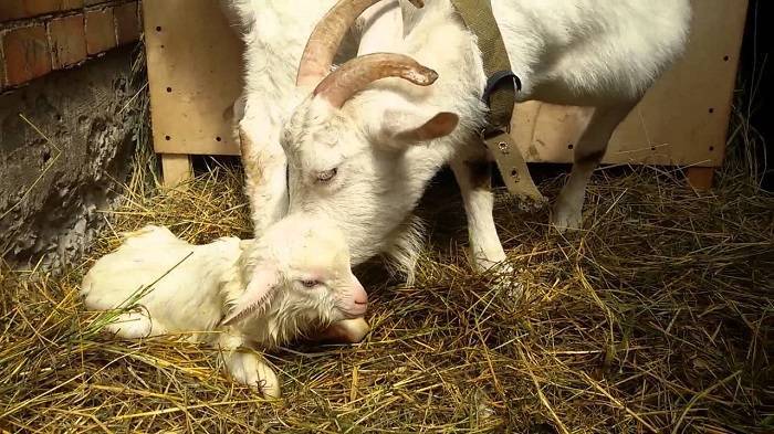Запуск козы перед окотом: что это и как правильно запускать козу