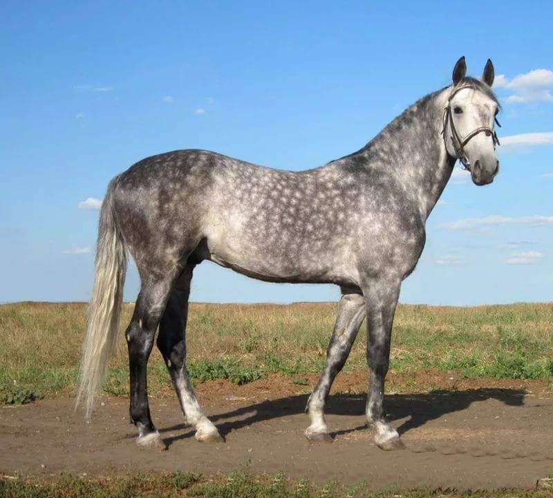 Описание и характеристики кабардинской породы лошадей и правила содержания