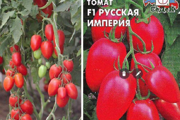 Описание сорта томата русская империя и его характеристики