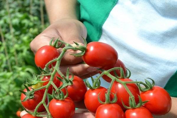 Верлиока – универсальный сорт помидоров для теплиц