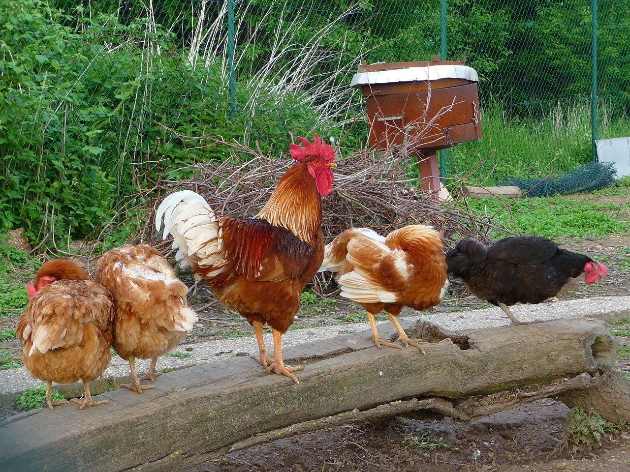 Состав куриной семьи – сколько нужно кур на одного петуха для яичных, мясо-яичных и мясных направлений?