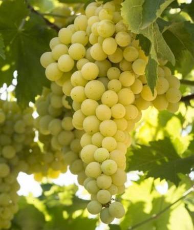 Особенности универсальных сортов винограда и 5 их лучших представителей