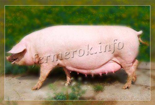 Свиньи ландрас — прекрасно дополнят вашу ферму
