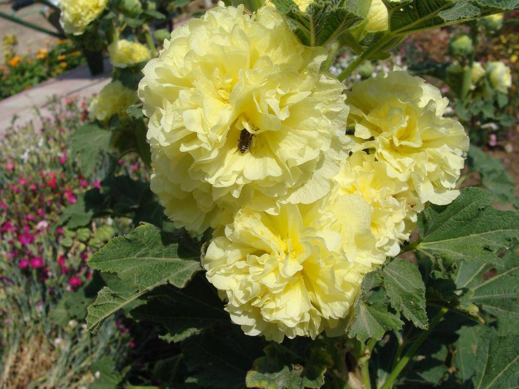 Шток-роза: выращивание из семян, посадка, уход и сорта растения