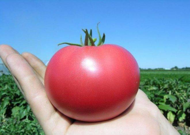 Выращивание томата красная гвардия
