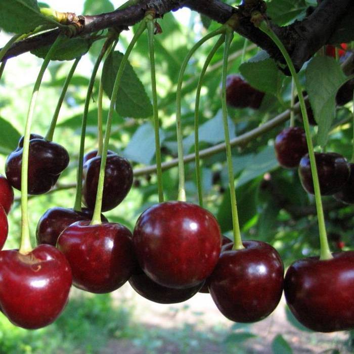 Вишня сорта любская. описание, красочные фото спелых ягод, отзывы и советы по выращиванию