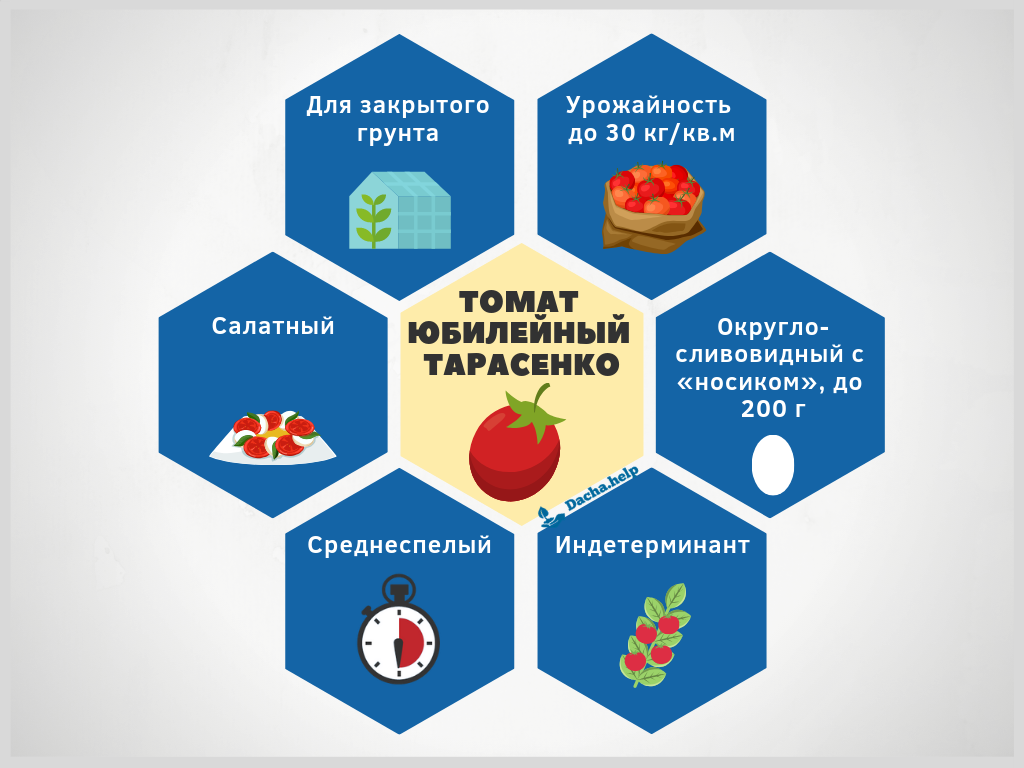 Томат «юбилейный тарасенко»: очень урожайный и такой же популярный