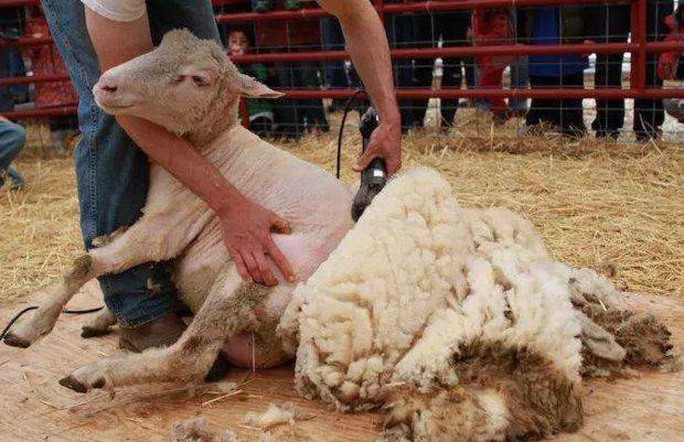 Как правильно производить стрижку овец