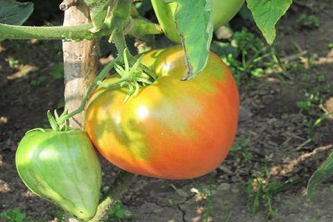 Данко — томат с пылающим сердцем
