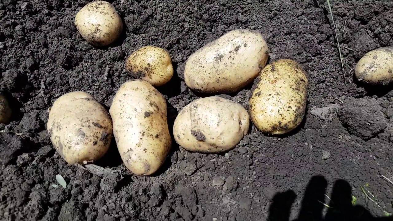 Картофель импала: 8 особенностей и 11 советов по выращиванию и хранению