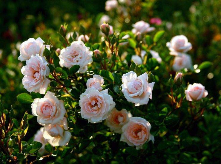 Описание сортов кустовых роз, правила посадки и ухода в открытом грунте