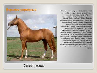 Тракененские лошади: особенности внешнего вида, характера и содержания породы