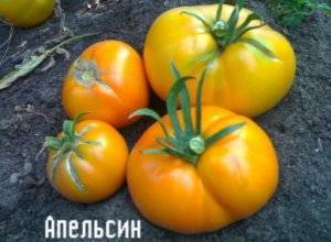 Характеристика и описание сорта томата хурма, его урожайность