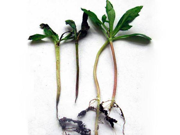 Выращивание капусты, борьба с болезнями и вредителями: 10 вопросов