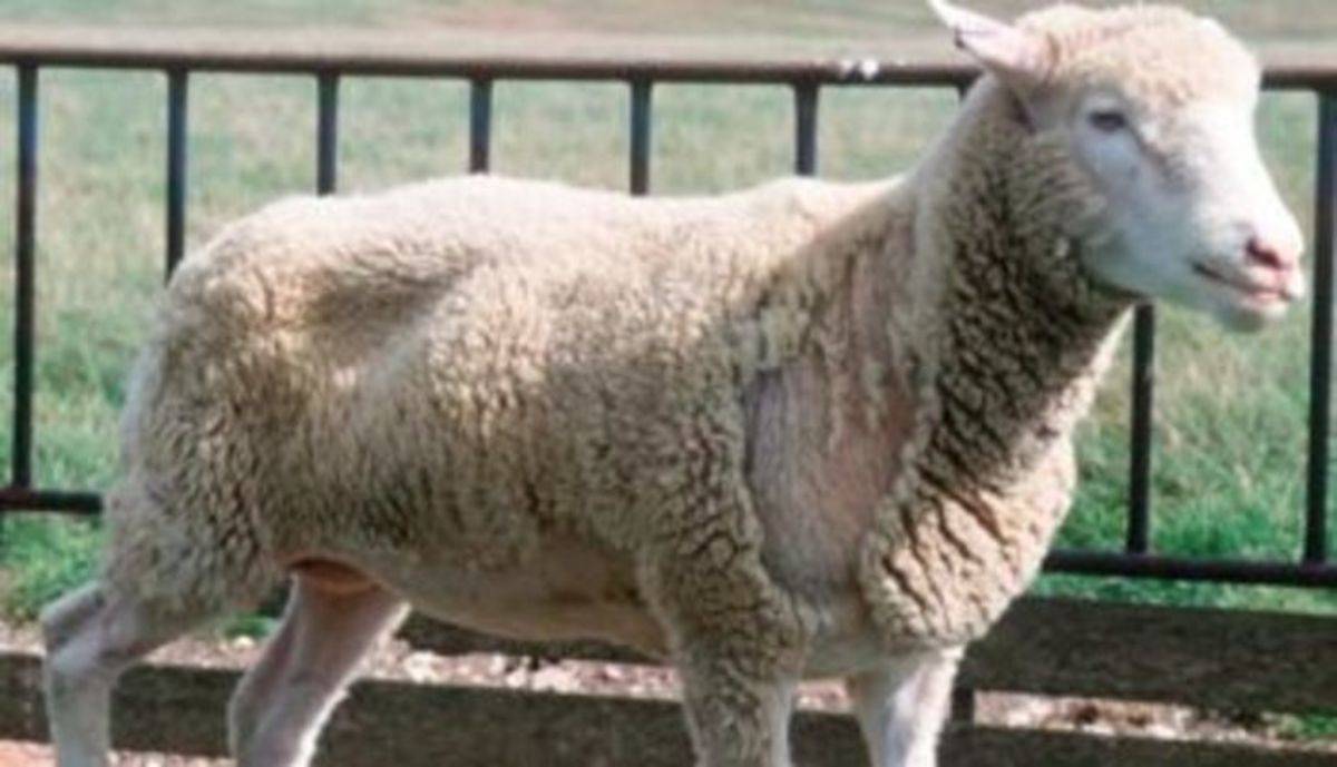 Ценуроз: хроническое гельминтозное заболевание у овец