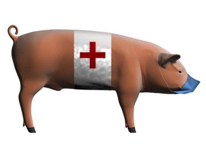 Обзор болезней свиней и маленьких поросят