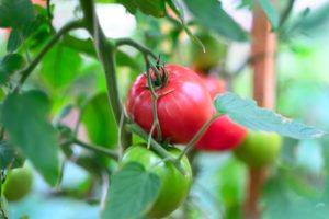 Томат сорта цетус: особенности и выращивание овоща
