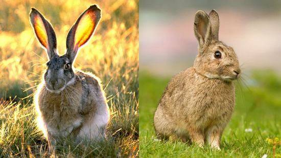 Чем отличается кролик от зайца?